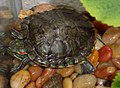 Broasca ţestoasă de baltă (Trachemys scripta)