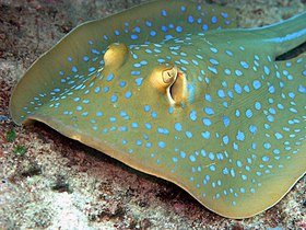 Bluespotted ribbontail rays (Taeniura lymma)