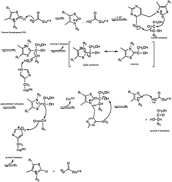 Mechanism of fructose-6-phosphate to xylulose-5-phosphate in transketolase active site