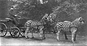 Walter Rothschild with a carriage drawn by four zebra