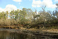 Suwannee River