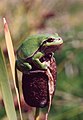 Laubfrosch