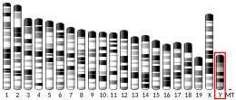 Y chromosome (mouse)