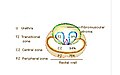 Zones of prostate