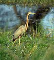 Ardea purpurea, Agró roig