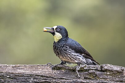 Female M. f. flavigula, Colombia