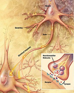 drawing showing a neuron with a fiber emanating from it labeled "axon" and making contact with another cell. An inset shows an enlargement of the contact zone.