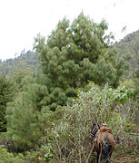 Pinus pseudostrobus