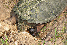 Land turtle laying an egg in a hole