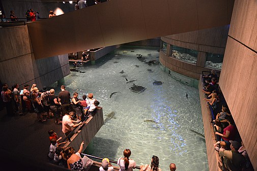 Wings in the water exhibit at the Baltimore Aquarium