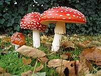 Базидікарпи мухомора червоного (Amanita muscaria)