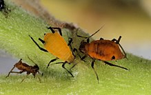 Plusieurs insectes oranges ayant la tête collée contre une plante.