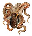 12. Közönséges polip (Octopus vulgaris) (javítás)/(csere)