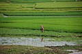 Image 33Rice fields in Takeo Province (from Agriculture in Cambodia)