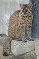 Tsushima leopard cat