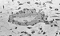 Light micrograph of undecalcified tissue displaying osteoblasts actively synthesizing osteoid (center).