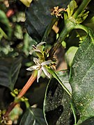 Coffee flowers.