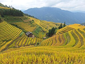 Longji rice terraces