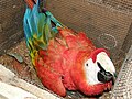 A domesticated scarlet macaw in a huge birdbox.