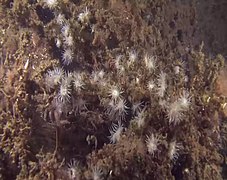 L’anémone marguerite colonise les substrats durs comme les rochers ou vit en épibiose[10].