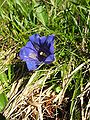 Enzian (Gentiana acaulis)