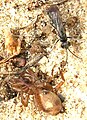 Spider wasp with its prey near Heemstede, Netherlands