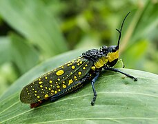 Aularches miliaris at Mangunan Orchard, Dlingo, Bantul, Yogyakarta 07