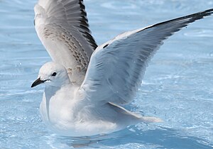 Juvenile bathing, Picton, New Zealand