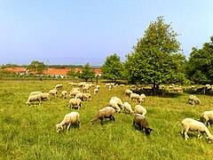 Schafe bei Uhlerborn