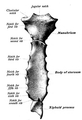 Sternum seen posteriorly