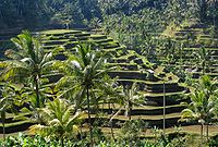 Kulturlandschaft der Provinz Bali: Das Subak-System als Manifestation der Tri Hita Karana-Philosophie