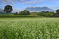 日本のソバ畑（長野県木曽町）