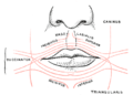 Scheme showing arrangement of fibers of orbicularis oris