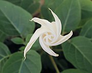 Datura innoxia beginning to bloom