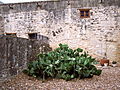 Cactus shrub adjacent to main building at the Alamo