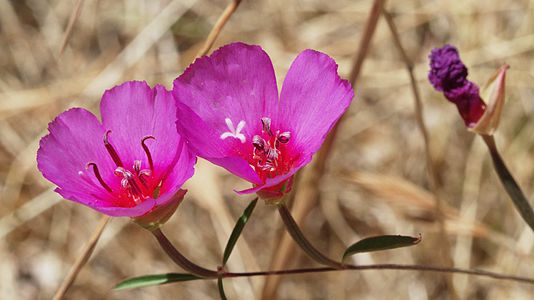 Clarkia rubicunda