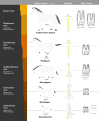 Image 10This image shows a representative sequence, but should not be construed to represent a "straight-line" evolution of the horse. Reconstruction, left forefoot skeleton (third digit emphasized yellow) and longitudinal section of molars of selected prehistoric horses (from Evolution of the horse)