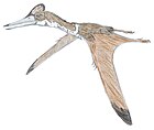 Kryptodrakon progenitor