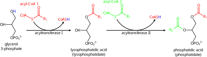 Phosphatidic acid synthesis