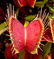 Dionaea muscipula