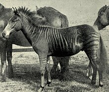 A zorse in an 1899 photograph, "Romulus: one year old", from J. C. Ewart's "The Penycuik Experiments"