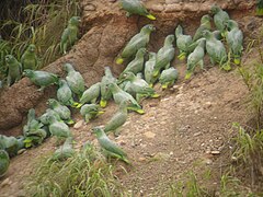 Loros de la especie Amazona farinosa