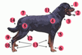 Image 5External anatomy (topography) of a typical dog: 1. Head 2. Muzzle 3. Dewlap (throat, neck skin) 4. Shoulder 5. Elbow 6. Forefeet 7. Croup (rump) 8. Leg (thigh and hip) 9. Hock 10. Hind feet 11. Withers 12. Stifle 13. Paws 14. Tail (from Dog anatomy)