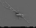 Aplanochytrium sp. under SEM