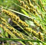 Ribbelzegge (Carex vulpinoidea)