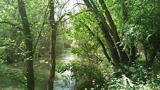 Río Guadarrama a su paso por el parque regional de su Curso Medio