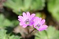 Doas flors de geranium