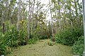 Image 24Honey Island Swamp (from Louisiana)