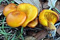 Omphalotus subilludens