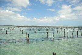 Oyster farm in South Australia